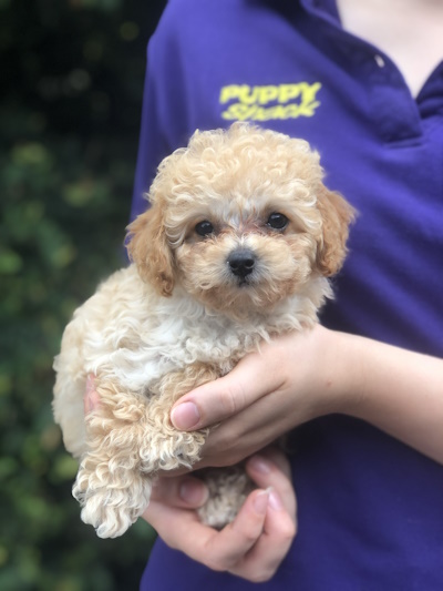 Absolutely adorable golden Bichoodle puppy dog held in arms at Puppy Shack Brisbane.